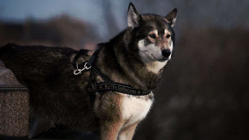 Tierkommunikation Hund Zauberkreis.ch