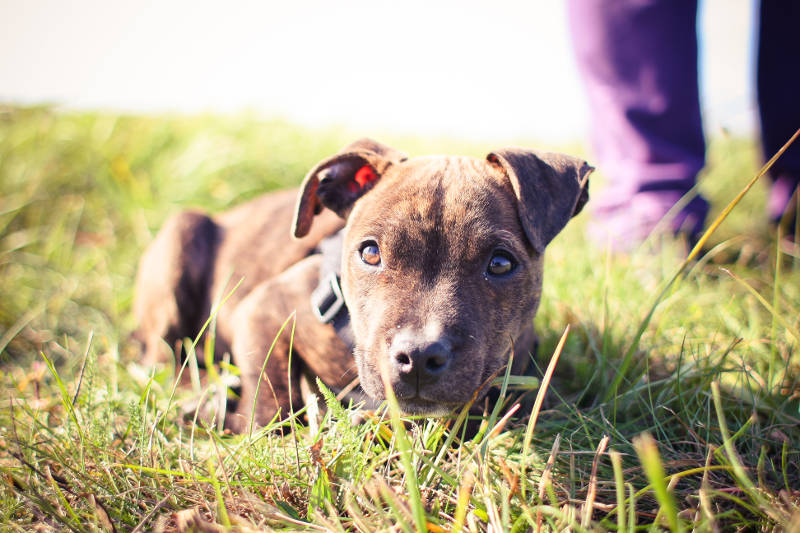 Tierkommunikation Hund Zauberkreis.ch